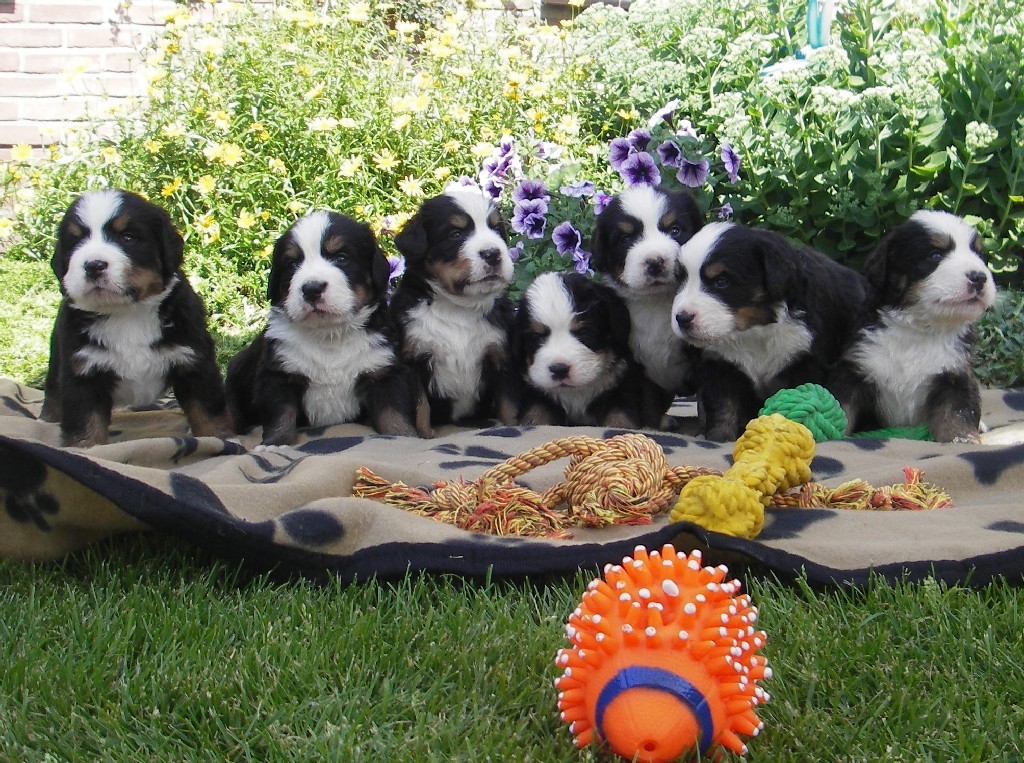 Pupinfo