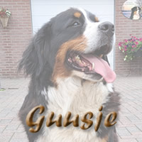 button Guusje