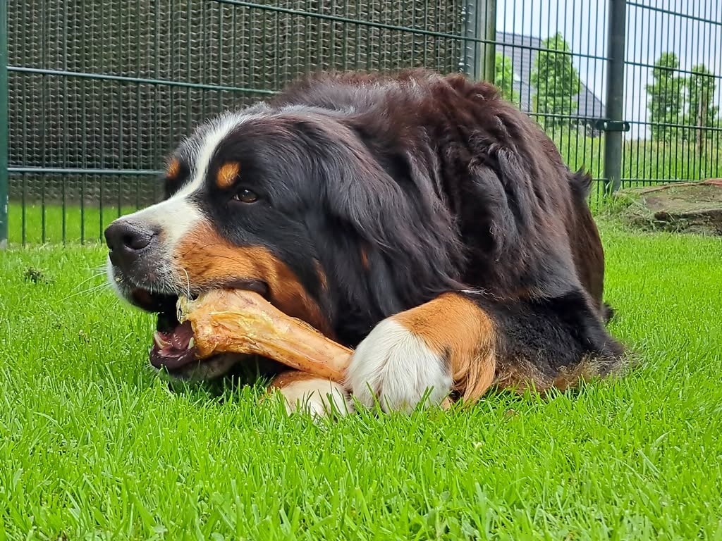 Onze Benners
